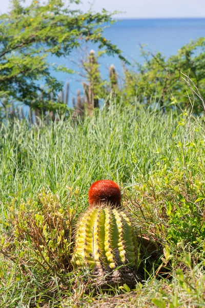 Turk's Cap cactus on St Martin — Stock Photo, Image