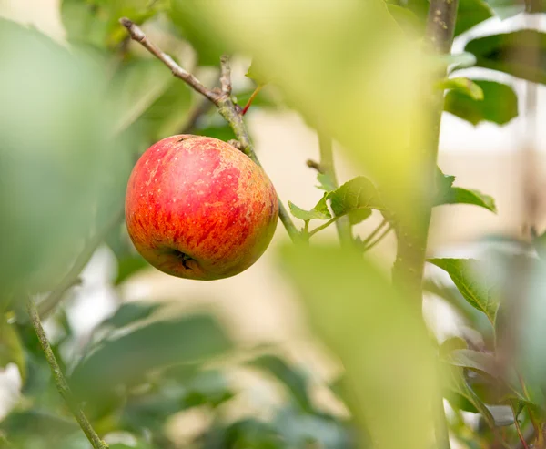 Jeden nieostry, czerwone jabłko w liście z drzewa — Zdjęcie stockowe
