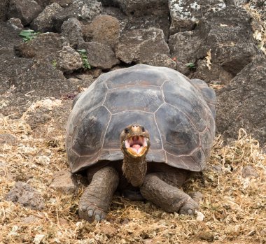 büyük galapagos dev kaplumbağa