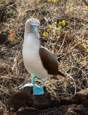 meraklı Mavi ayaklı bubi seabird galapagos üstünde