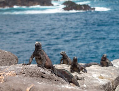 Galapagos deniz iguana volkanik kayaların üzerinde