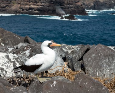 meraklı nazca bubi seabird galapagos üstünde