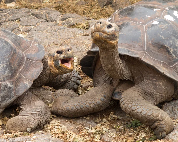 Büyük galapagos dev kaplumbağa çifti — Stok fotoğraf