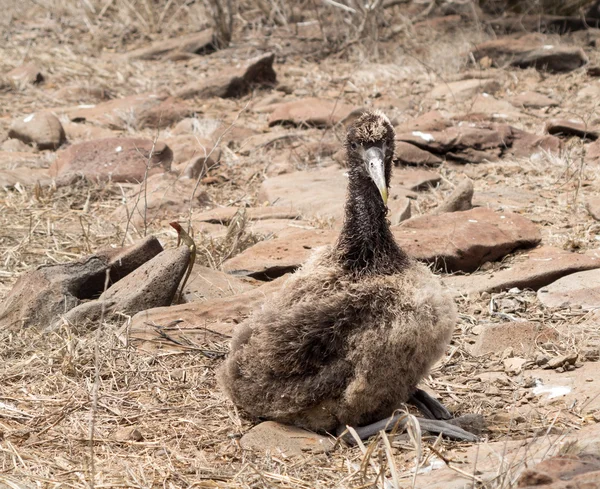 Pulcino Galapagos Albatross sulla spiaggia nelle isole — Foto Stock