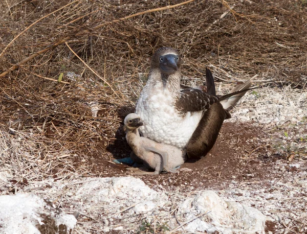 Curioso azul de pies booby aves marinas y polluelo — Foto de Stock