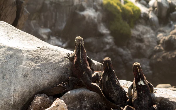 Galapagos deniz iguana volkanik kayaların üzerinde — Stok fotoğraf