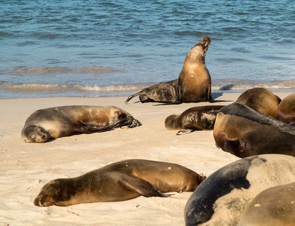 Liten baby seal bland andra på stranden — Stockfoto