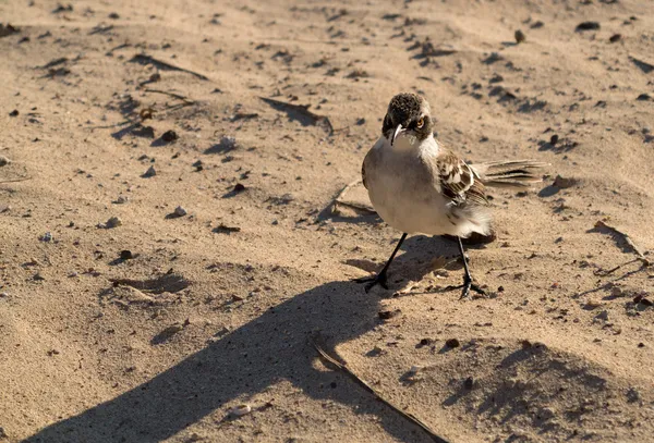 Galapagos mockingbird op strand in eilanden — Stockfoto