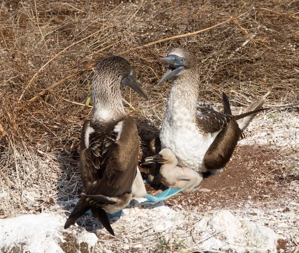 Zwei blaufüßige Seevögel und Küken — Stockfoto