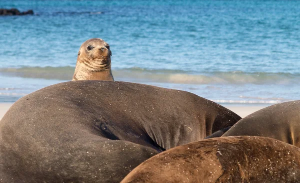 Pequeña foca bebé, entre otros en la playa — Foto de Stock