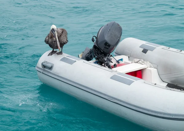 Galápagos Pelicano sentado em balsa inflável — Fotografia de Stock