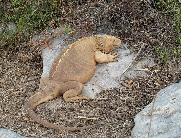 島の乾燥した部分でガラパゴスの陸イグアナ — ストック写真