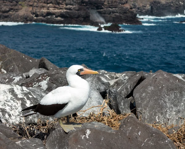 Nyfiken nazca booby sjöfågel på galapagos — Stockfoto