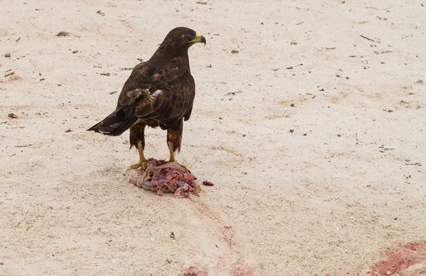 Galapagos Hawk con iguana appena uccisa — Foto Stock