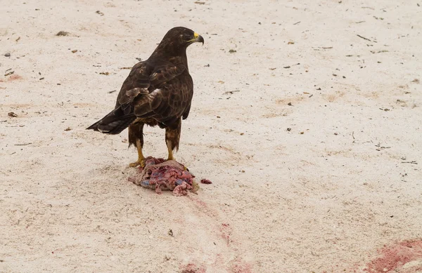 Galapagos-Habicht mit frisch getötetem Leguan — Stockfoto