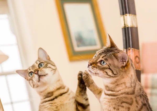 Chat bengale brun orangé réfléchissant dans le miroir — Photo