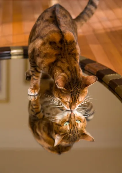 Chat bengale brun orangé réfléchissant dans le miroir — Photo