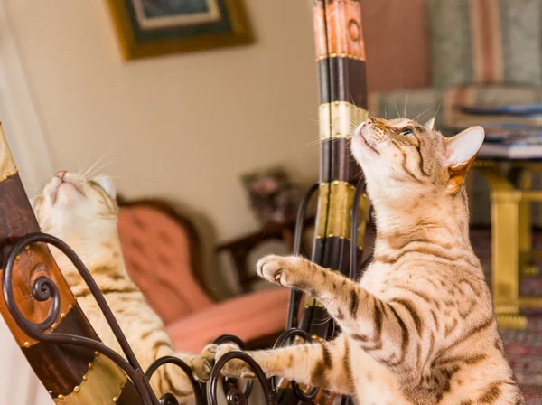 거울에 반영 하는 오렌지 갈색 벵갈 고양이 — 스톡 사진