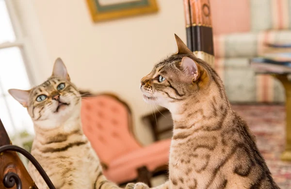 Aynada yansıtan turuncu kahverengi bengal kedisi — Stok fotoğraf