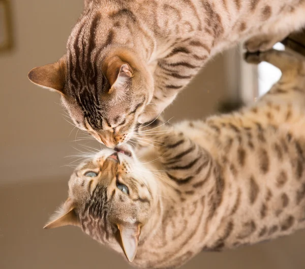 Orange braune Bengalkatze reflektiert im Spiegel — Stockfoto