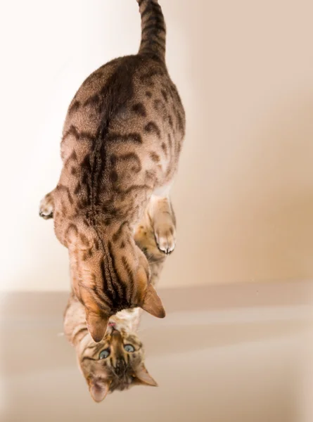 Laranja marrom bengala gato refletindo no espelho — Fotografia de Stock