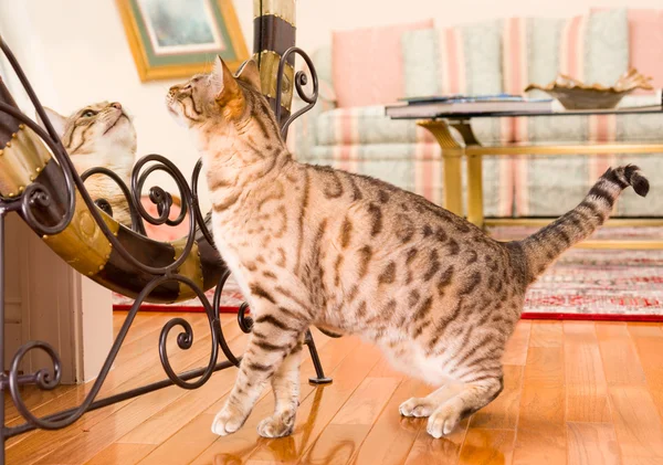 Gato de bengala marrón anaranjado reflejándose en espejo —  Fotos de Stock