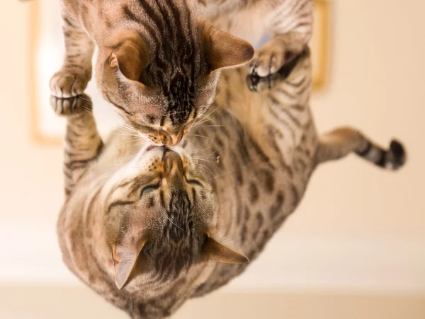 Orange brown bengal cat reflecting in mirror — Stock Photo, Image