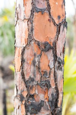 yanmış çam ağaç gövdesi florida'nın yakın çekim