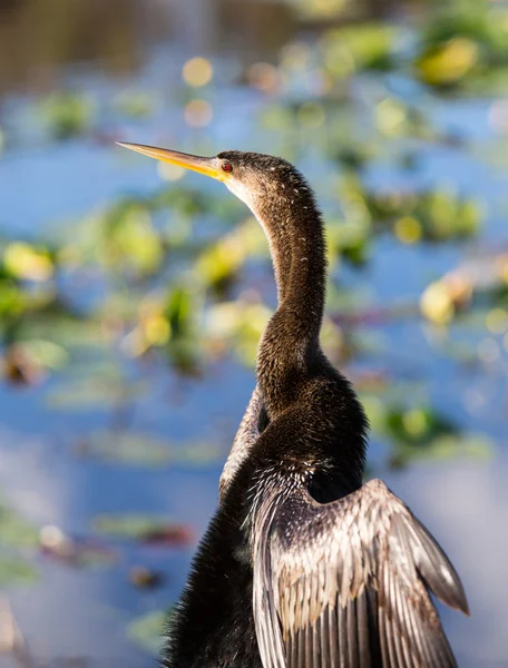 Anhinga pájaro secando sus plumas en Everglades — Foto de Stock