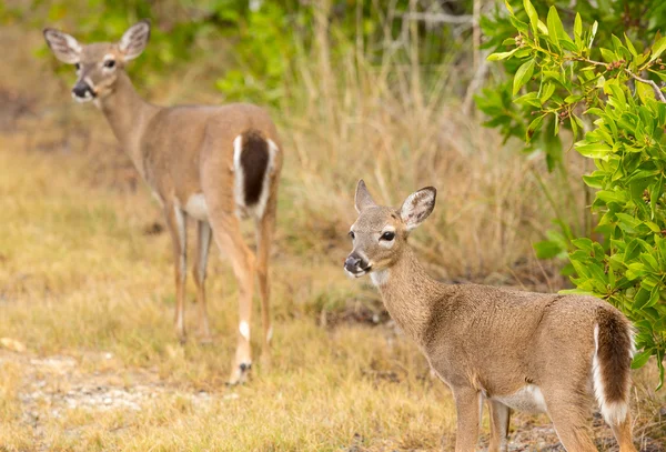 Small Key Deer in woods Florida Keys — Stock Photo, Image