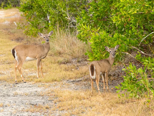 森の中のフロリダのキーで小さなキー鹿 — ストック写真