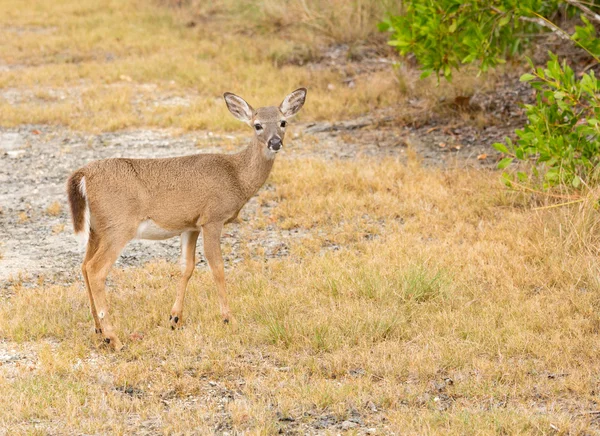 Mały klucz jelenie w lesie Floryda Klucze — Zdjęcie stockowe