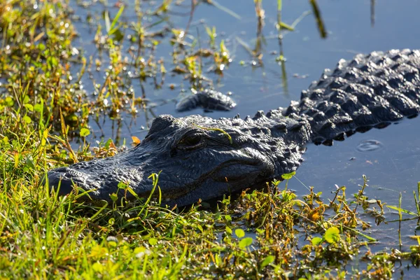 Detailní záběr aligátor v everglades — Stock fotografie