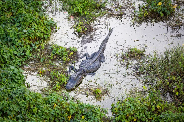 Detailní záběr aligátor v everglades — Stock fotografie