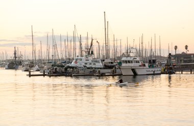 kürek teknesi ventura harbor şafak girme