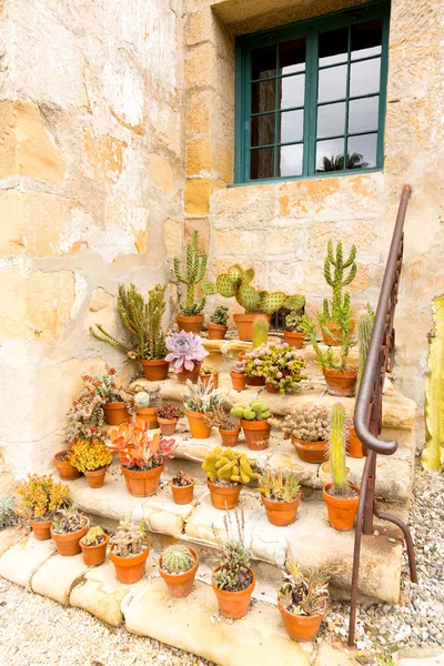 Pots of cacti on old stone steps — Stock Photo, Image