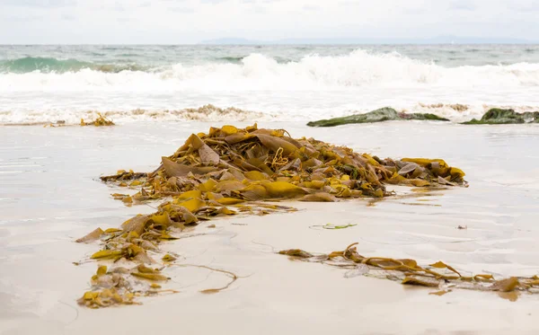 Mořské řasy oceánem v Kalifornii — Stock fotografie