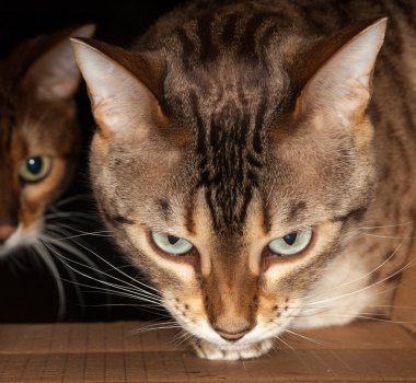 karton kutu ile bakan bengal kedisi