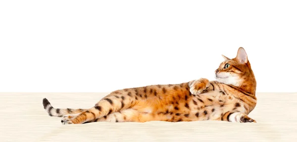 Bengalen kat rusten op bed — Stockfoto