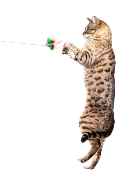 Bengala gato garra no ar Imagem De Stock