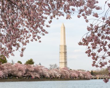 kiraz çiçekleri ve washington Anıtı