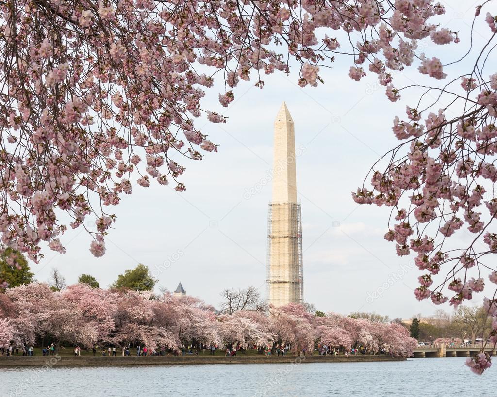 Cherry Blossoms and Washington Monument