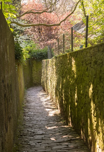 Path above old town of Heidelberg Germany — Stock Photo, Image