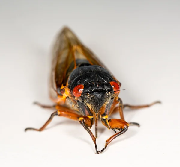 Macro foto van cicade van brood ii — Stockfoto
