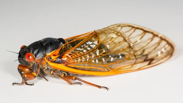 Macro image of cicada from brood II — Stock Photo, Image