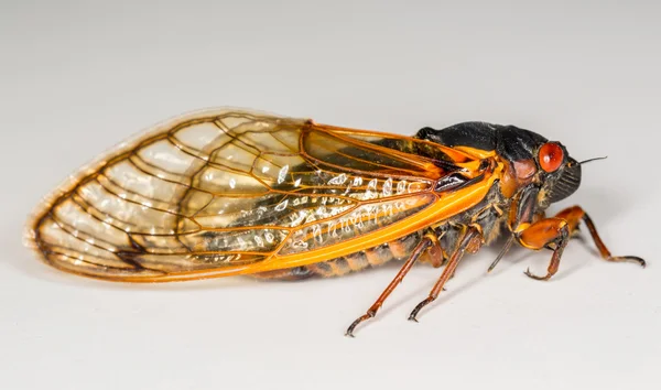 Макро-изображение цикады из вывода II — стоковое фото