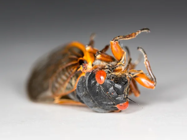 Macro image of cicada from brood II — Stock Photo, Image