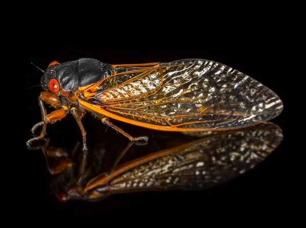Makro görüntü ağustosböceği damızlık II — Stok fotoğraf