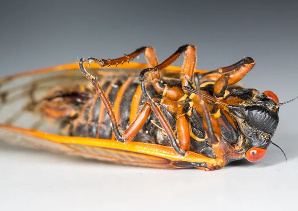 Macro image of cicada from brood II — Stock Photo, Image