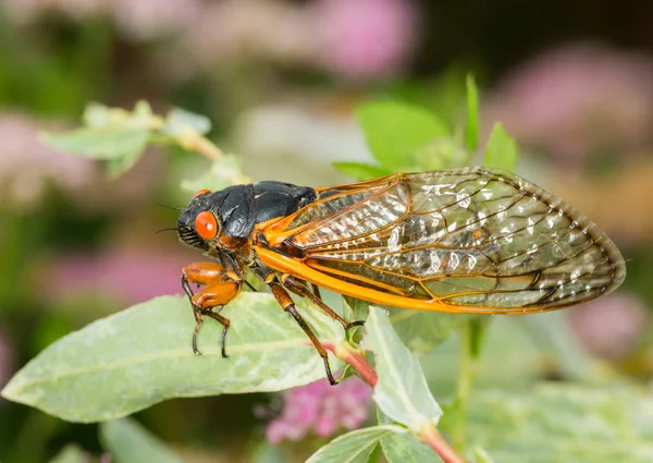 Citra makro cicada dari brood II — Stok Foto